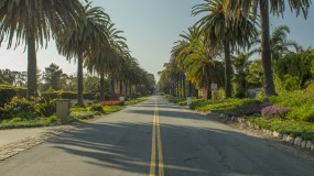 Lang vej omgivet af palmer